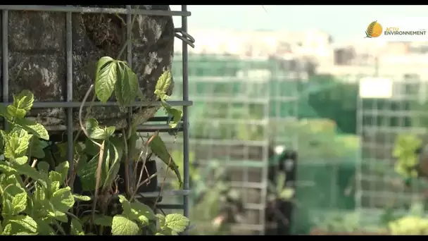 Agriculture urbaine : nouveau potager sur un toit parisien
