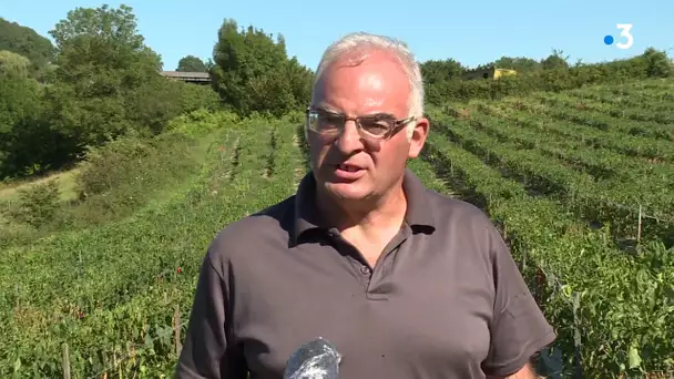 Pays basque: les producteurs de piment d'Espelette demandent une dérogation pour irriguer