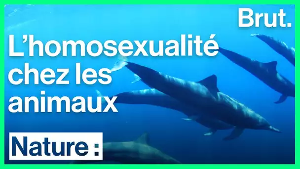 Interview avec Fleur Daugey sur l&#039;homosexualité chez les animaux