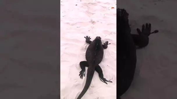 Une centaine d'iguanes sur cette plage