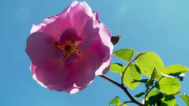 Hérault : découvrez une roseraie magnifique et en fleurs à côté du lac du Salagou