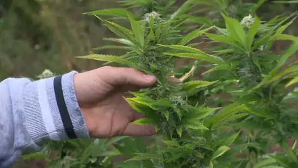Charente : CBD Charentais cultive du cannabis en toute légalité