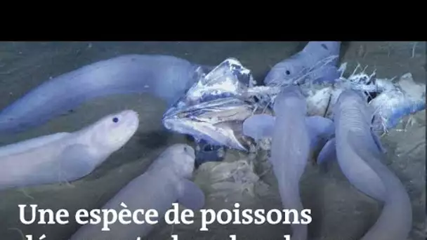 Des poissons-limaces découverts dans les abysses