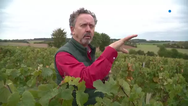 Sarthe: Château Belmar, premier vignoble d'exception du Nord-Sarthe