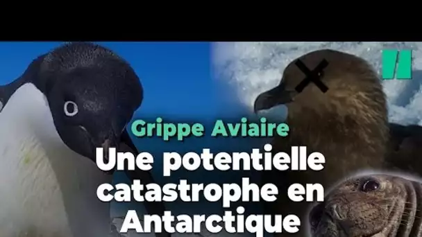 La grippe aviaire a atteint l’Antarctique, une potentielle catastrophe pour les manchots