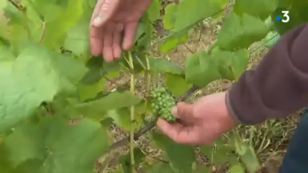 Vendanges : le mauvais temps inquiète les viticulteurs de Muscadet et de Layon