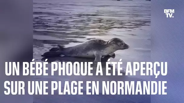 Un bébé phoque a été aperçu sur une plage en Normandie