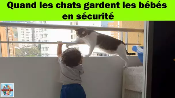 Quand les chats gardent les bébés en sécurité #shorts