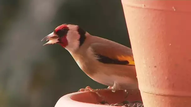Ad'Oc : Des nichoirs encastrés pour protéger les oiseaux menacés par l'urbanisation