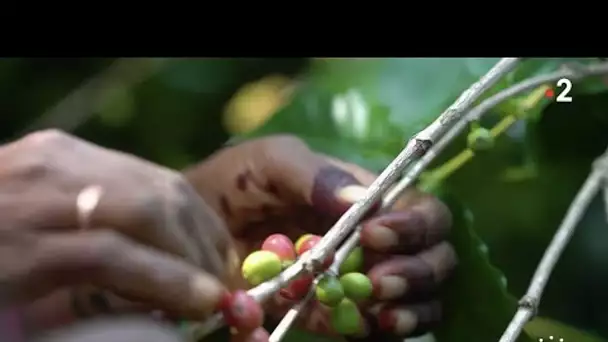 Inde : Un café équitable