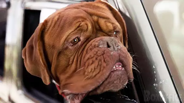 TURNER & HOOCH Bande Annonce (Disney, 2021)