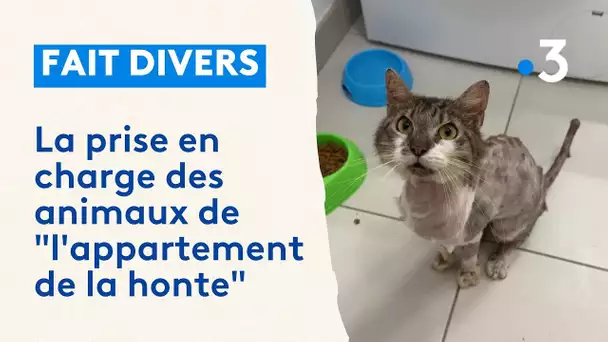 Nice : la prise en charge des 161 chats et chiens retrouvés entassés dans un appartement