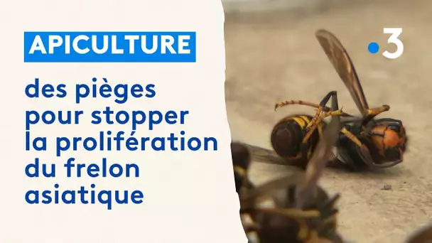 "J'ai perdu la moitié de mes ruches" : des pièges pour stopper la prolifération du frelon asiatique
