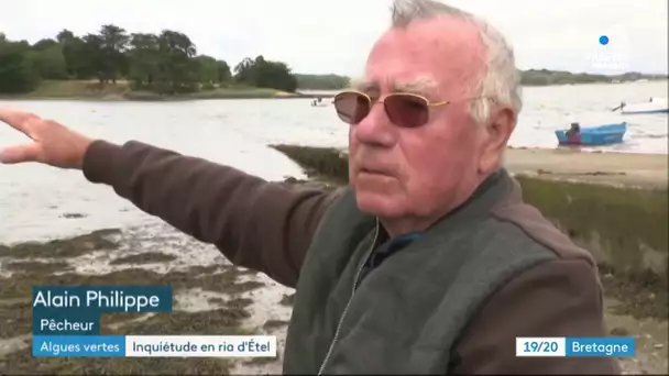 Algues vertes : une prolifération qui inquiète dans le Morbihan