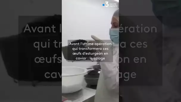 🐟 La production de caviar bat son plein en Charente-Maritime