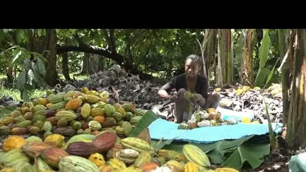 Les fèves de cacao de Madagascar parmi les plus convoitées au monde • FRANCE 24