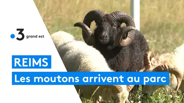Des moutons bretons arrivent au parc de Champagne de Reims