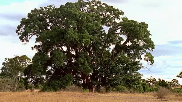 La vie extraordinaire autour d'un arbre