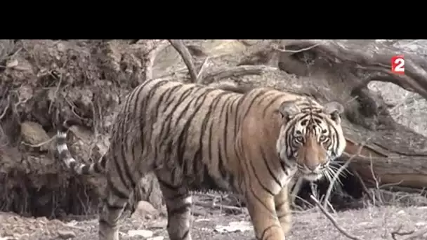 Rajasthan : voyage au pays des tigres