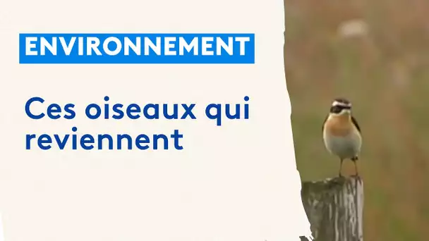 Retour des oiseaux disparus dans le Pas-de-Calais