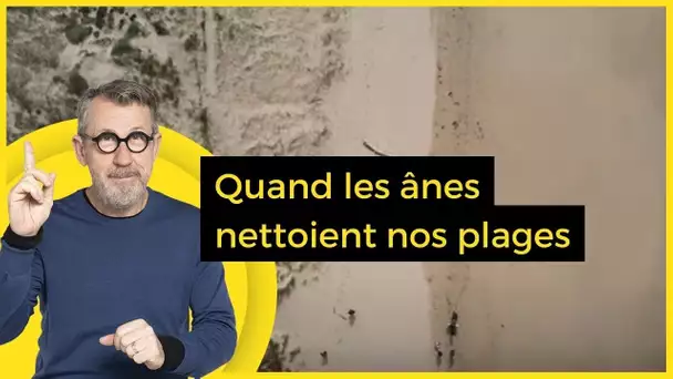 Quand les ânes nettoient nos plages - C Jamy