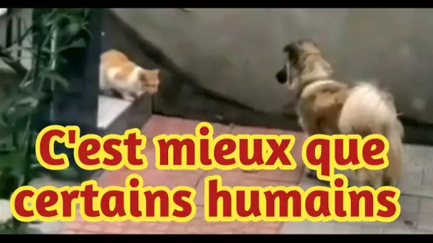 Un petit chien attentionné est filmé en train de partager sa nourriture avec un chat errant affamé