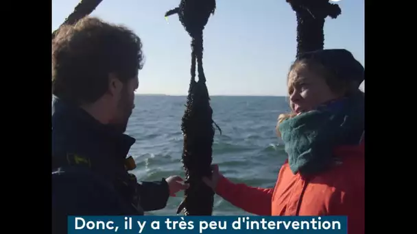 ENVIE DEHORS ! De Batz-sur-Mer aux portes de la Bretagne [Extrait moule de corde]