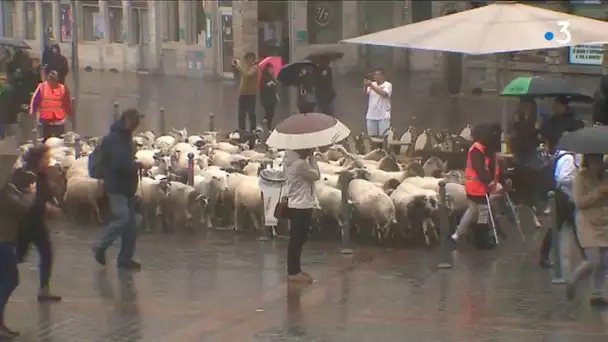 Lille : une centaine de moutons et de chèvres traversent la Grand-Place