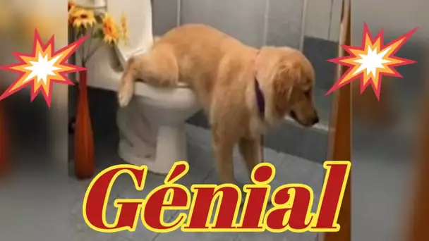 Cette Golden Retriever sait se soulager parfaitement dans les toilettes et devient virale