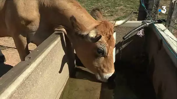Cantal : départ anticipé des vaches des estives à cause de la sécheresse