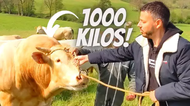 Ce TAUREAU me fait FLIPPER ! J'aide un éleveur de BOVINS !