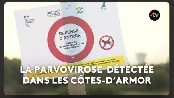 La parvovirose a été détectée dans les Côtes-d'Armor