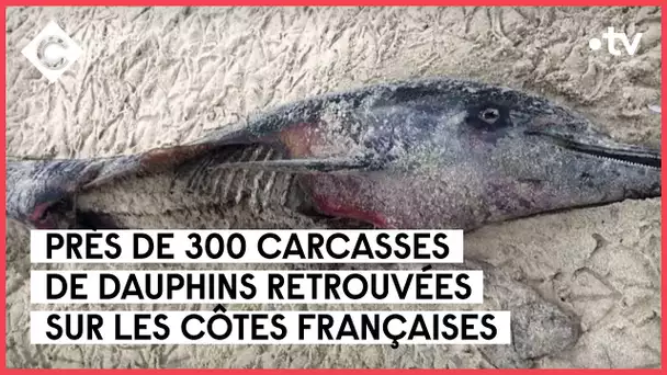 Dauphins, oiseaux : l’hécatombe - Allain Bougrain-Dubourg - Le 5/5 - C à Vous - 25/01/2023