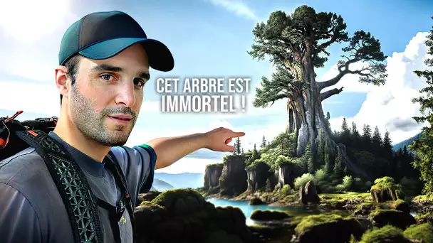 Cet arbre est immortel !