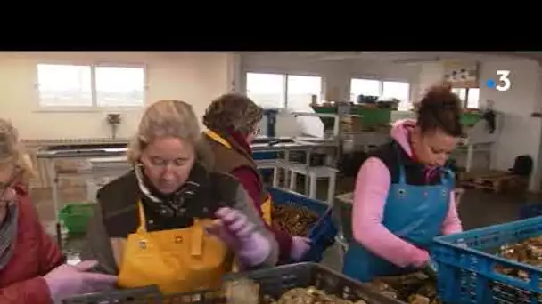 Les ostréiculteurs se protègent contre le vol des huîtres en Charente-Maritime