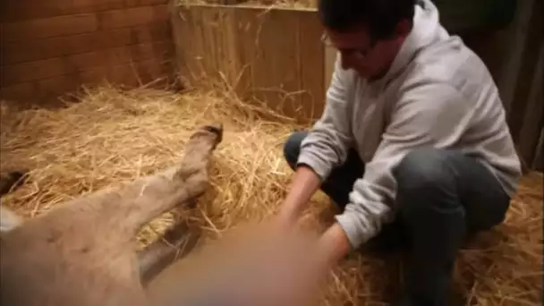 Une ânesse donne naissance