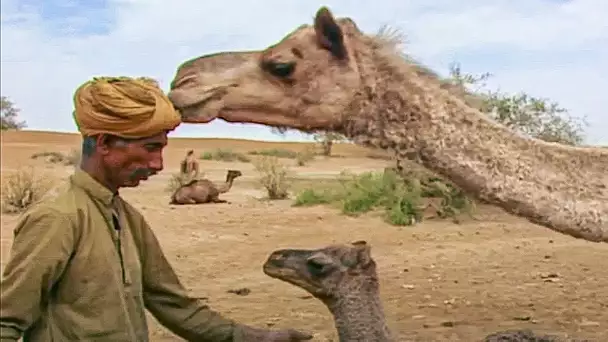 Le père des chameaux - Les Seigneurs des Animaux