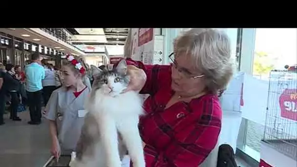 World cat show à Fribourg : des chats par milliers