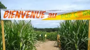 Pop-corn labyrinthe : ce labyrinthe de maïs géant à essayer absolument !