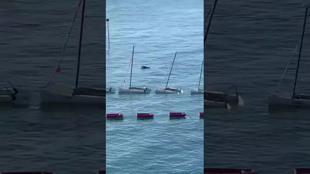 Sylvain Delourme a eu le plaisir de filmer un dauphin sous ses fenêtres à Dinard ce 7 juillet