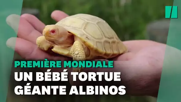 Une tortue géante des Galapagos albinos nait dans un zoo Suisse, une première mondiale