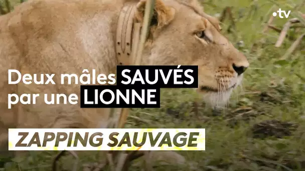 Deux mâles sauvés par une lionne - ZAPPING SAUVAGE