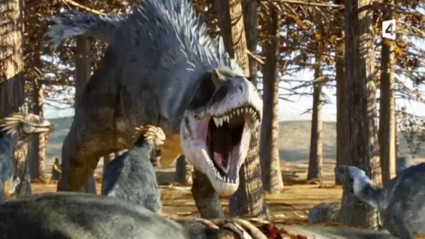 Gorgosaure VS troodons (dinosaures) - ZAPPING SAUVAGE