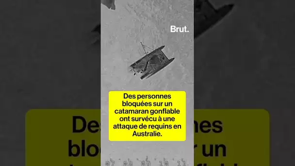 Sauvés de leur catamaran gonflable attaqué par des requins