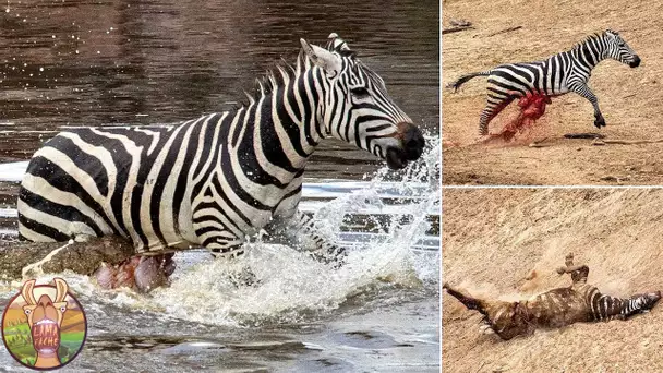 Combats Les Plus Extrêmes Entre les Animaux et Leurs Prédateurs Sauvages !