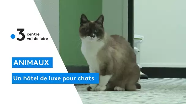 Tours : ouverture d'un hôtel de luxe pour chats