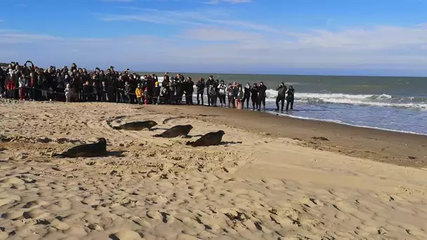 Calais : quatre veaux marins relâchés sur la plage