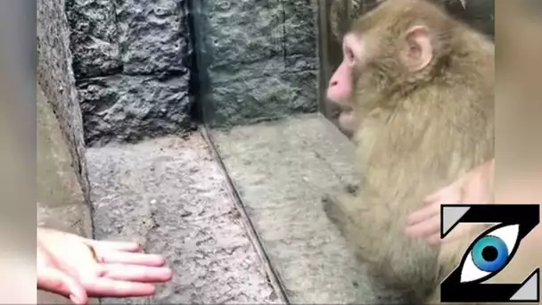 [Zap Net] Les folles réactions d'un singe à la magie ! (02/02/22)