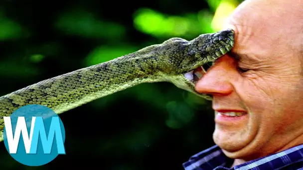 Top 10 des serpents les plus DANGEREUX du monde !