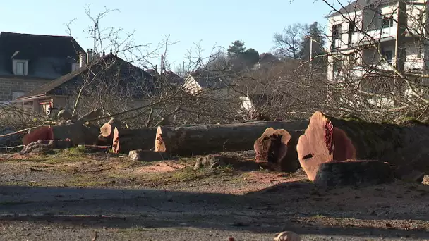 Corrèze : Les platanes de la place du Foirail d'Objat ont dû être abattus.